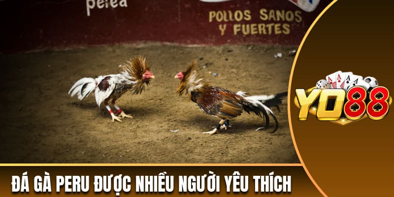 Đá gà Peru được nhiều người yêu thích