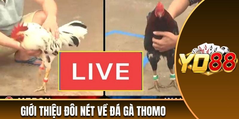 Giới thiệu đôi nét về đá gà Thomo đang được ưa chuộng